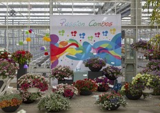 Passion Combos of Westhoff. 